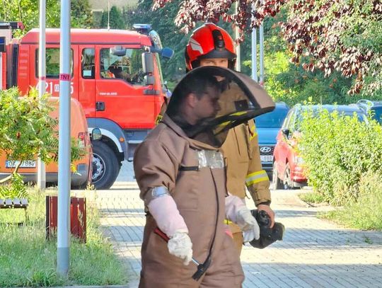 Agresywne osy zagrażały mieszkańcom na osiedlowym pasażu. Interweniowali strażacy