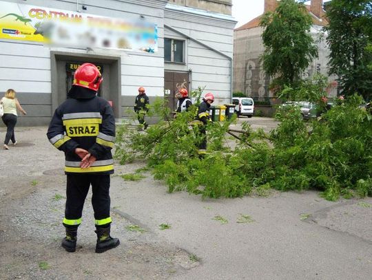 Akacja przegrała z wiatrem. Drzewo zwaliło się na parking i ogrodzenie