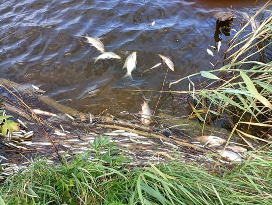 Blisko pół tony śniętych ryb w Kanale Gliwickim. Ministerstwo informuje o gwałtownym spadku tlenu