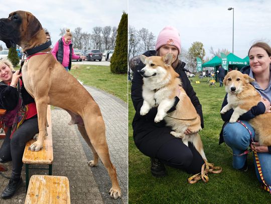 Czworonożne gwiazdy zjechały do Zakrzowa. W GOSiR odbyła się wystawa psów rasowych