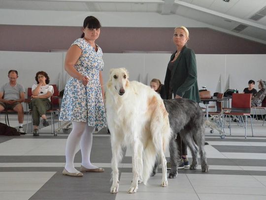 Czworonożne piękności zjechały do Zakrzowa. Dwudniowa wystawa psów rasowych. ZDJĘCIA