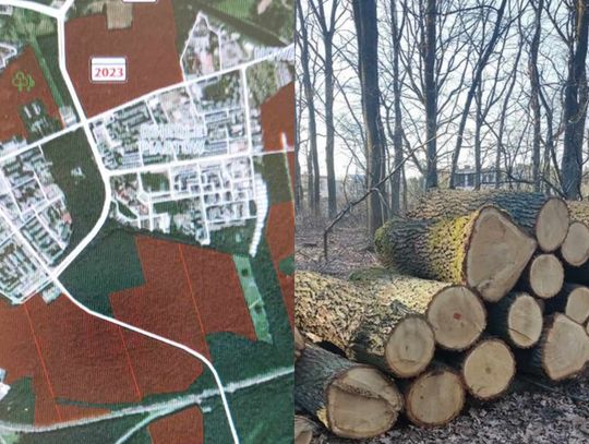 Rada miasta chce ustanowienia "lasów społecznych" wokół Kędzierzyna-Koźla. Nie można wtedy całkowicie wycinać drzew