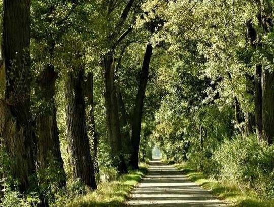 Aleja starych topoli w Sukowicach ma zniknąć. Według władz gminy drzewa zagrażają bezpieczeństwu i muszą zostać wycięte
