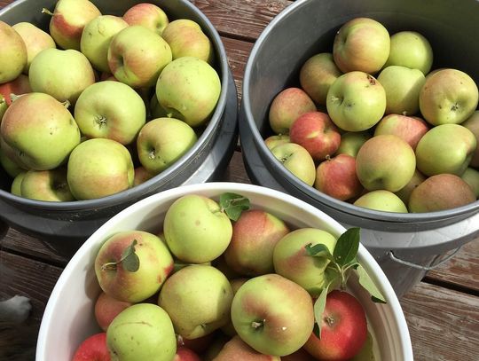 Darmowe owoce dla mieszkańców Kędzierzyna-Koźla. W poniedziałek rozdadzą tony jabłek