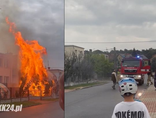 Doszczętnie spłonęły drzewka w przydomowym ogrodzie. Służby ratunkowe interweniowały w Śródmieściu