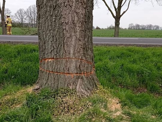 Drzewa mogły runąć na drogę krajową. Ktoś profesjonalnie je podciął