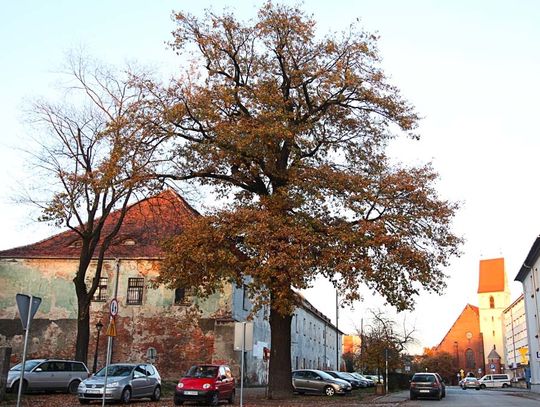 Drzewa pod szczególną ochroną. Dwa nowe pomniki przyrody w Kędzierzynie-Koźlu