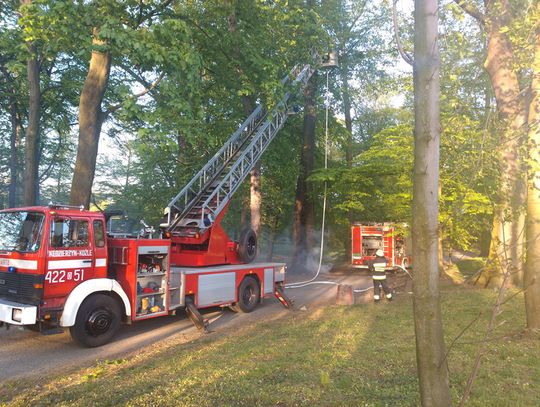 Drzewo płonęło od środka. Pożar w zabytkowym parku nad Odrą