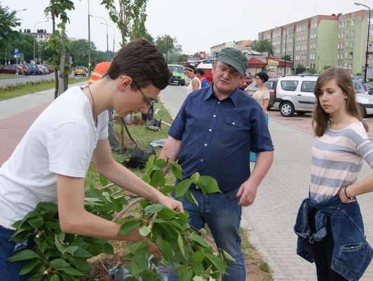 Dzięki młodzieży miasto wypięknieje. Posadzili drzewa na osiedlu Piastów. ZDJĘCIA