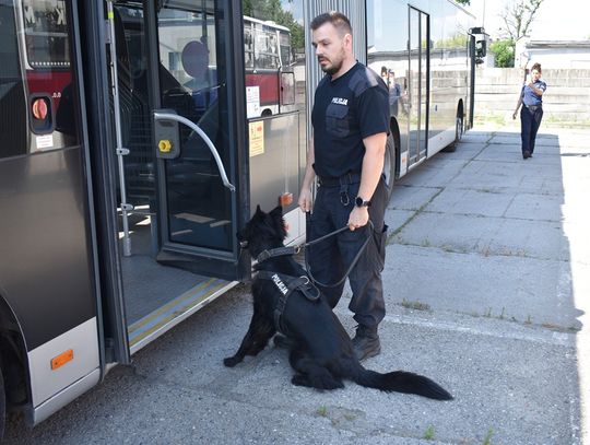 Funkcjonariusze z psami szukali narkotyków i materiałów wybuchowych w autobusach. ZDJĘCIA