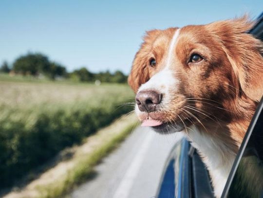 Jak karmić psa w podróży?