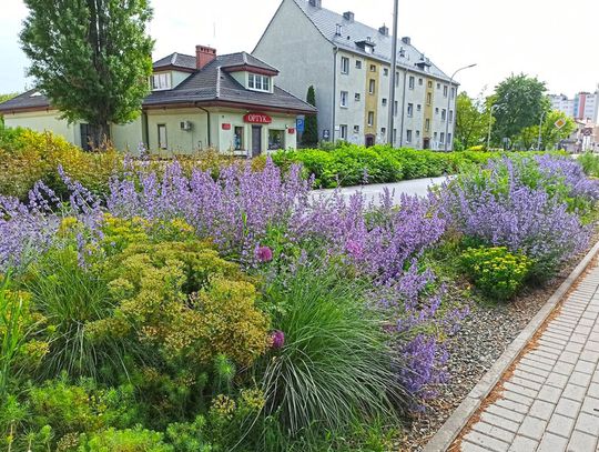 Kędzierzyn-Koźle pierwszy w konkursie Eco-Miasto. Doceniono nasze tereny zielone