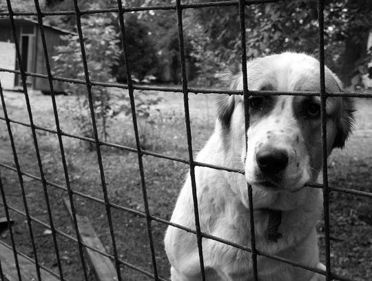 Kędzierzyn-Koźle pomoże w ratowaniu psów z Radysów. Trafią do schroniska przy Gliwickiej