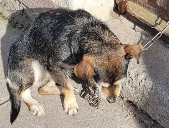 Kilkuletnia suczka uratowana z tragicznych warunków. Czeka w schronisku na swój nowy dom
