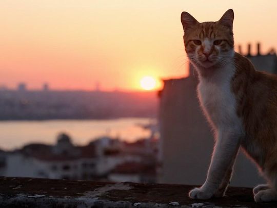 Kino Konesera w Heliosie: „Kedi - sekretne życie kotów"