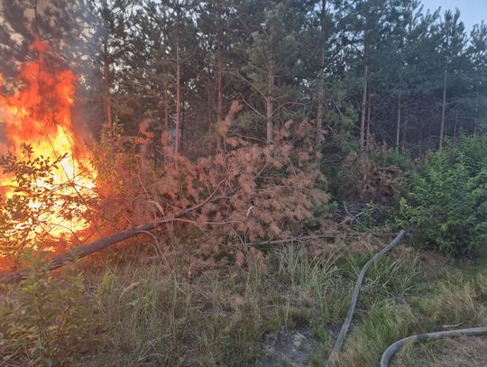 Kolejny pożar w lesie za Komendą Policji. Z ogniem walczy siedem zastępów straży pożarnej