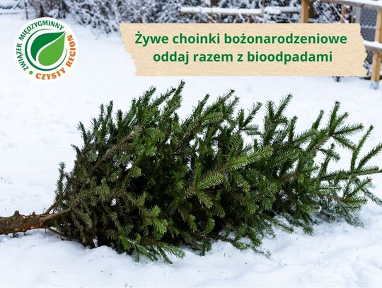 Koniec okresu świątecznego, mieszkańcy pozbywają się choinek? Czysty Region radzi, jak zrobić to prawidłowo