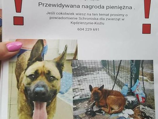 Koniec zbiórki na nagrodę za wskazanie okrutnika, który zostawił ciężarną sukę pod schroniskiem