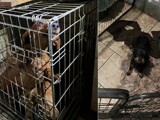 Koszmar w hodowli psów na terenie powiatu kędzierzyńsko-kozielskiego. Interweniowała policja i animalsi