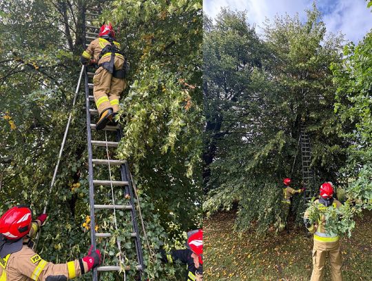 Kot uwięziony na drzewie. Strażacy ruszyli z pomocą