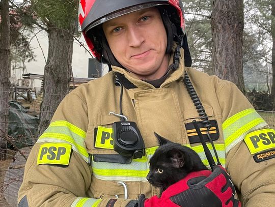 Kot wszedł na drzewo i utknął. Na ratunek zwierzęciu przybyli strażacy