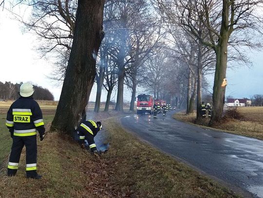 Ktoś podpalił stojące przy drodze drzewa. Jedno trzeba było ściąć. Trudna akcja straży pożarnej. ZDJĘCIA