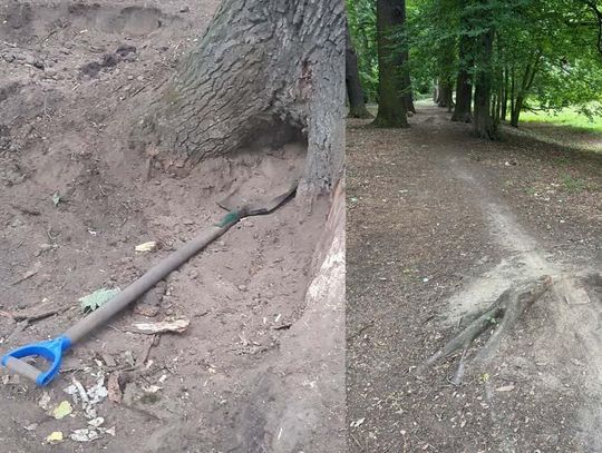 Ktoś urządził sobie tor rowerowy w zabytkowym parku. Urząd przestrzega przed konsekwencjami