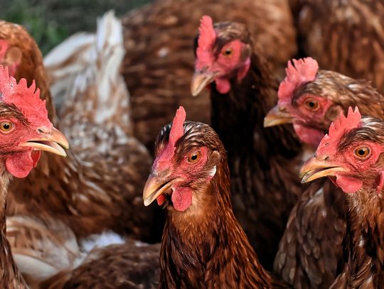 Maleje zagrożenie ptasią grypą w Kędzierzynie-Koźlu. Łagodniejsze restrykcje dla hodowców