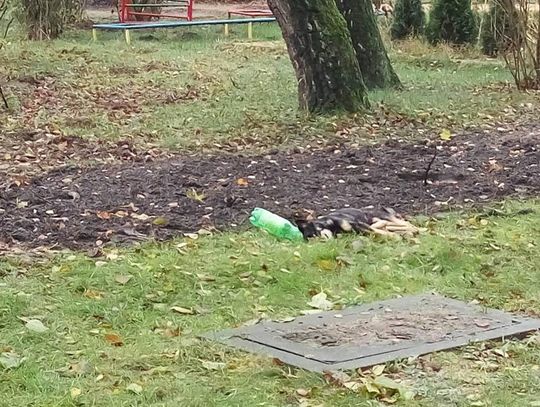Martwy pies znaleziony na trawniku. Ktoś prawdopodobnie wyrzucił go przez okno