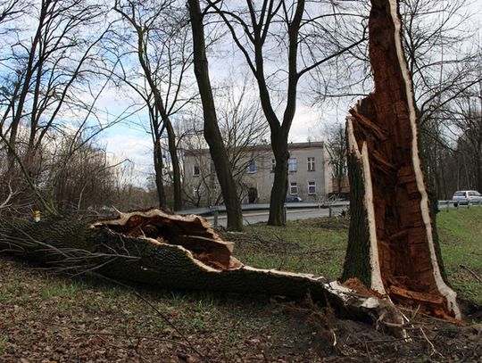 Miasto apeluje do mieszkańców: na razie zrezygnujcie ze spacerów w parkach