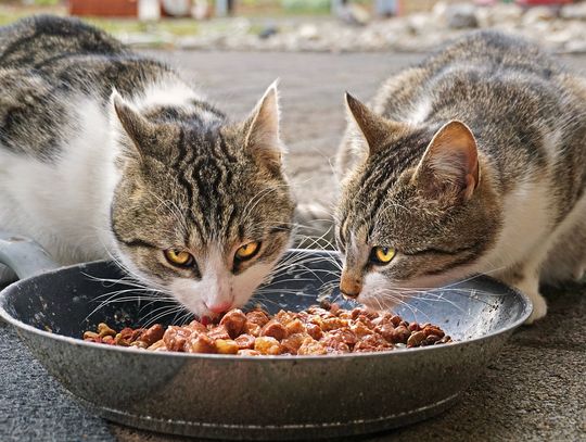 Miasto szuka organizacji, która podejmie się dokarmiania bezdomnych kotów