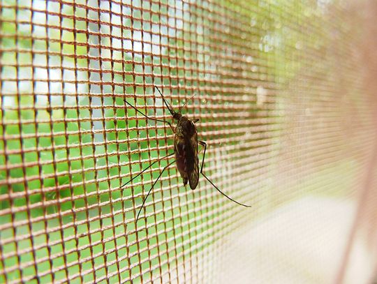 Miasto wypowiada wojnę komarom. Będą nocne opryski i zamgławianie