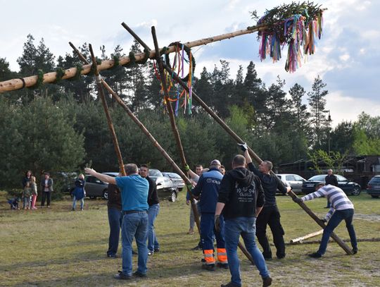 Mieszkańcy Solarni postawili drzewo majowe. Stary zwyczaj wciąż żywy [ZDJĘCIA]