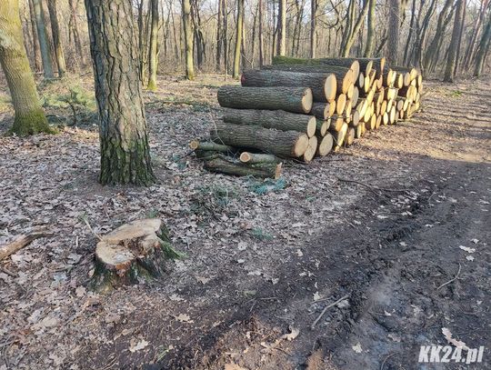Mieszkańcy zaniepokojeni wycinką na Pogorzelcu. Nadleśnictwo zapewnia, że znikają tylko chore i zagrażające bezpieczeństwu drzewa