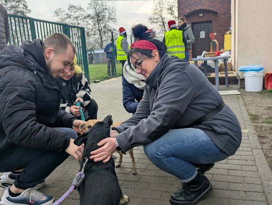 Mikołajki w schronisku. Dzień otwarty „Przyjdź, Poznaj, Pokochaj” przyciągnął wielu miłośników zwierząt