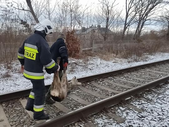 Młoda sarna wpadła do zbiornika i nie mogła się sama wydostać. Z pomocą przybyli strażacy