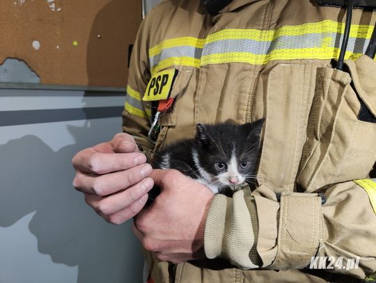 Młody kotek utknął w piwnicy. Bez wahania na pomoc ruszyli strażacy