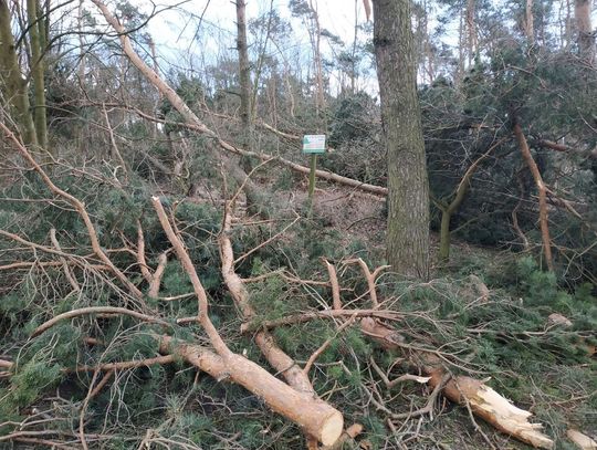 Nadleśnictwo wprowadza zakaz wstępu do lasów w okolicach Kędzierzyna-Koźla