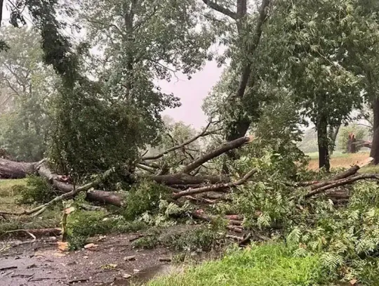 Nawałnica dała się we znaki. Zalane piwnice i połamane drzewa w powiecie