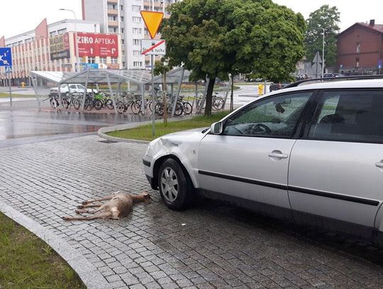 Nieprawdopodobne! Zderzenie z jelonkiem w ścisłym centrum miasta. Skąd się tam wziął?