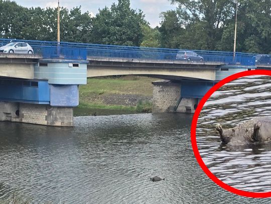 Nietypowa interwencja na Odrze. Z wody wyłowiono martwego bobra