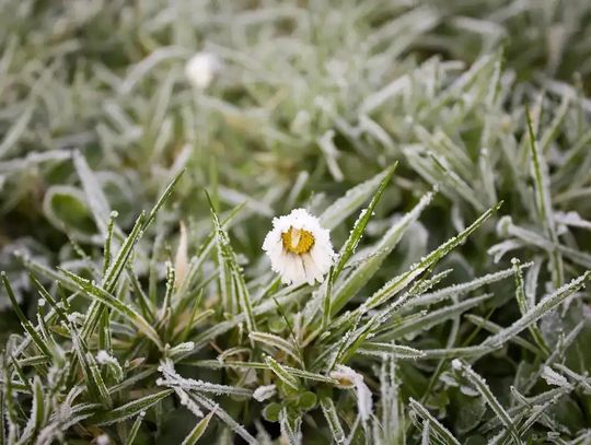 Nocą i nad ranem temperatura spadnie poniżej zera. Wydano ostrzeżenie dla naszego powiatu Nocą i nad ranem temperatura spadnie poniżej zera. Wydano ostrzeżenie dla naszego powiatu