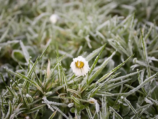 Nocne przymrozki w powiecie kędzierzyńsko-kozielskim. Wydano ostrzeżenie pierwszego stopnia