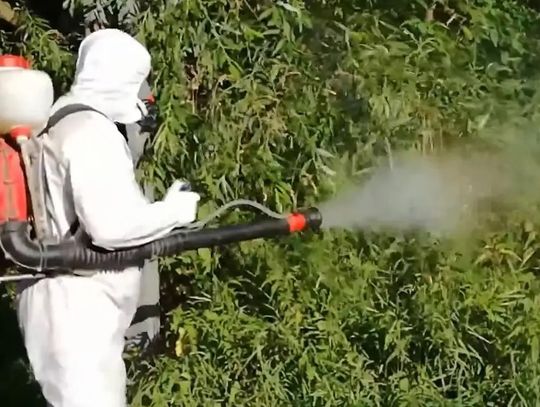 Odkomarzanie w gotowości. Gmina podpisała umowę na walkę z owadami