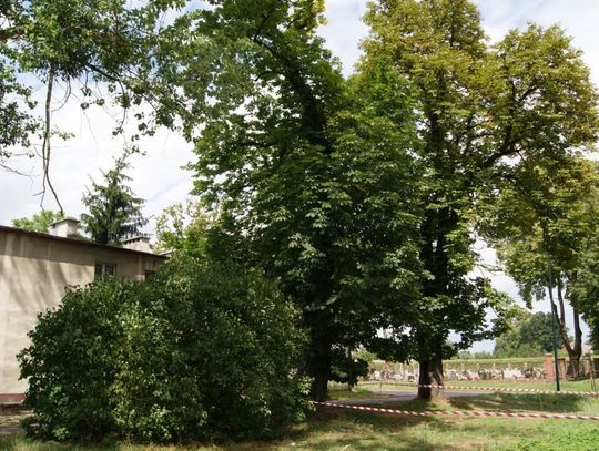 Pęknięte drzewo w każdej chwili może runąć na dom. To efekt wichury w Sławięcicach