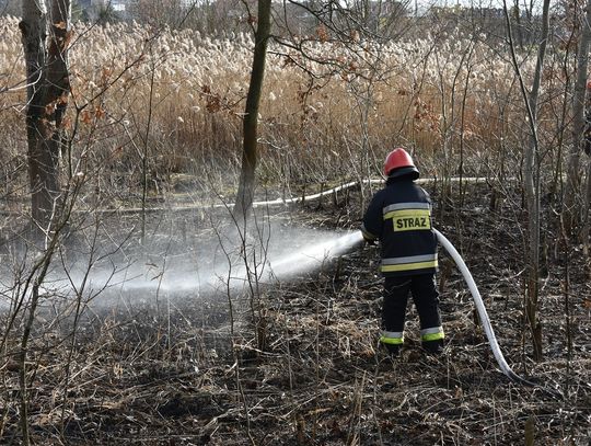 Pieczenie ziemniaków zakończone pożarem. Interwencja straży przy alei Armii Krajowej