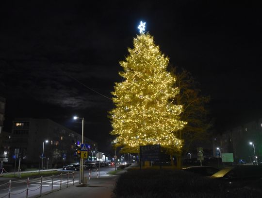 Piękna żywa choinka na osiedlu Piastów-Powstańców Śląskich. Dzisiaj została rozświetlona tysiącami lampek Piękna żywa choinka na osiedlu Piastów-Powstańców Śląskich. Dzisiaj została rozświetlona tysiącami lampek