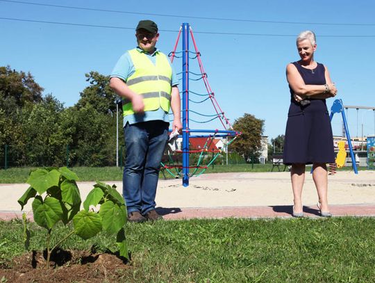 Pierwsze drzewo tlenowe w Kędzierzynie-Koźlu już rośnie. WIDEO