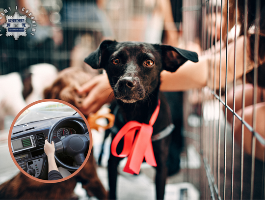 Pijany kierowca chciał adoptować psa. Miał ponad 2 promile