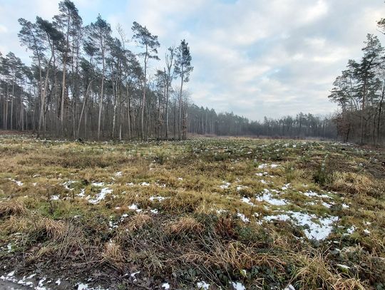 Planowana wycinka lasów wokół osiedli martwi mieszkańców. Prace będą prowadzone w tym roku